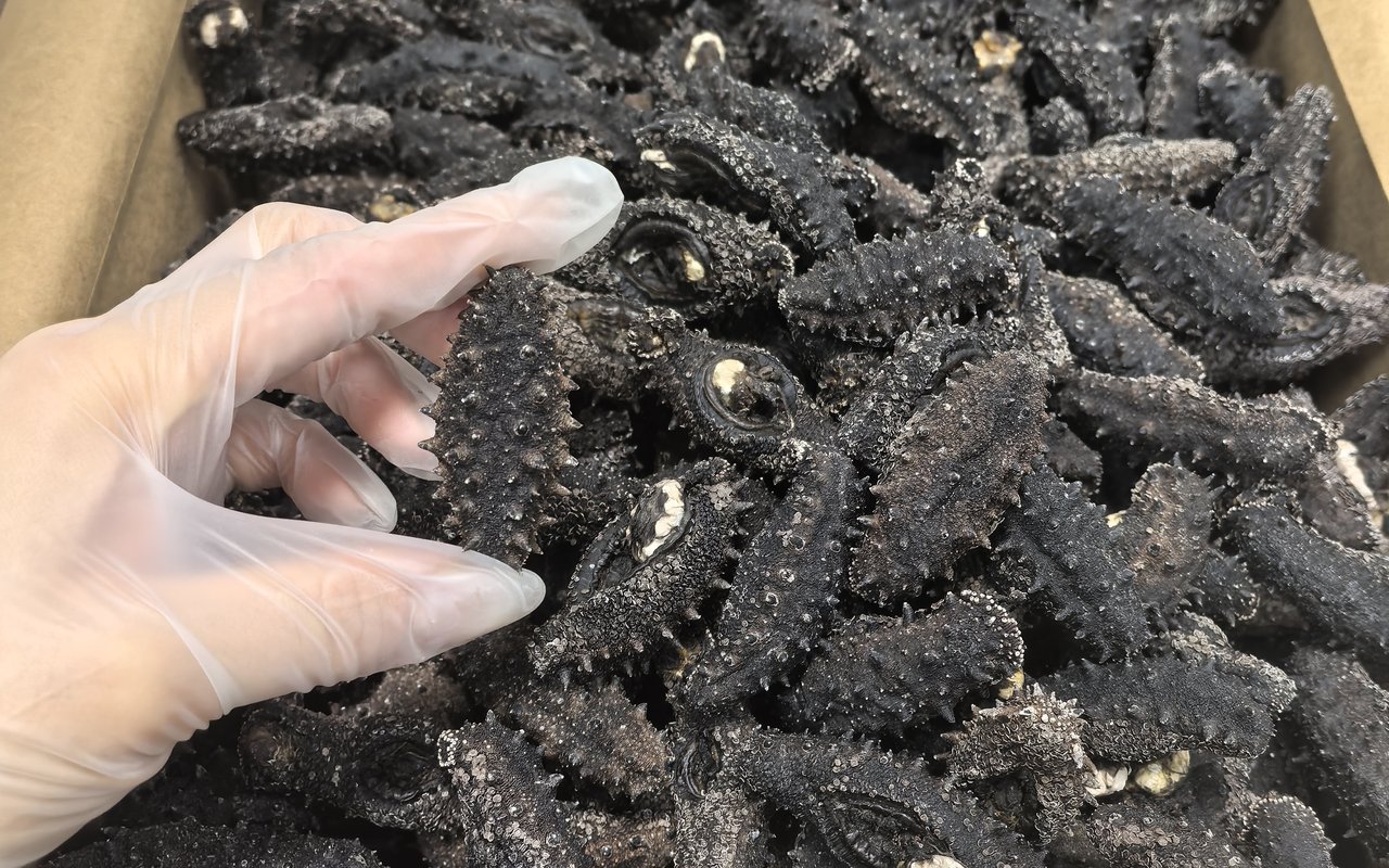 黄石底播海参实拍图
